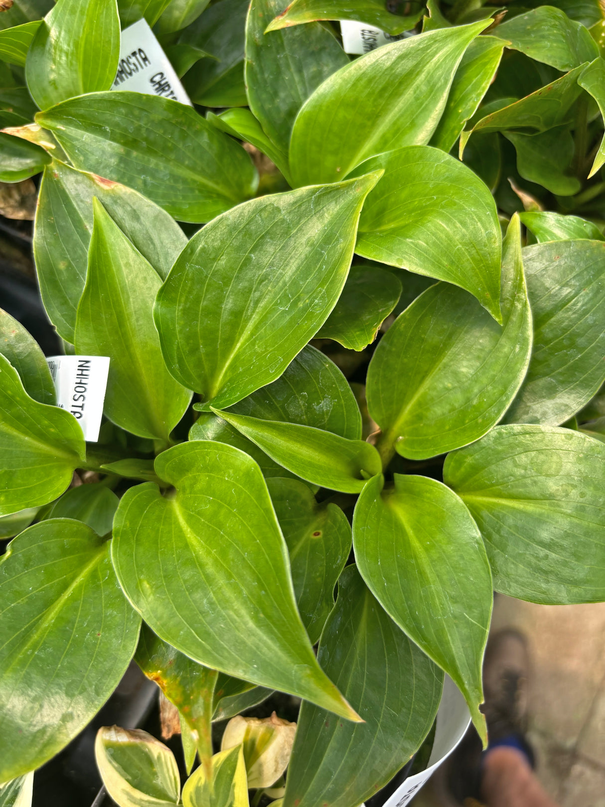 Christine's Joy Hosta