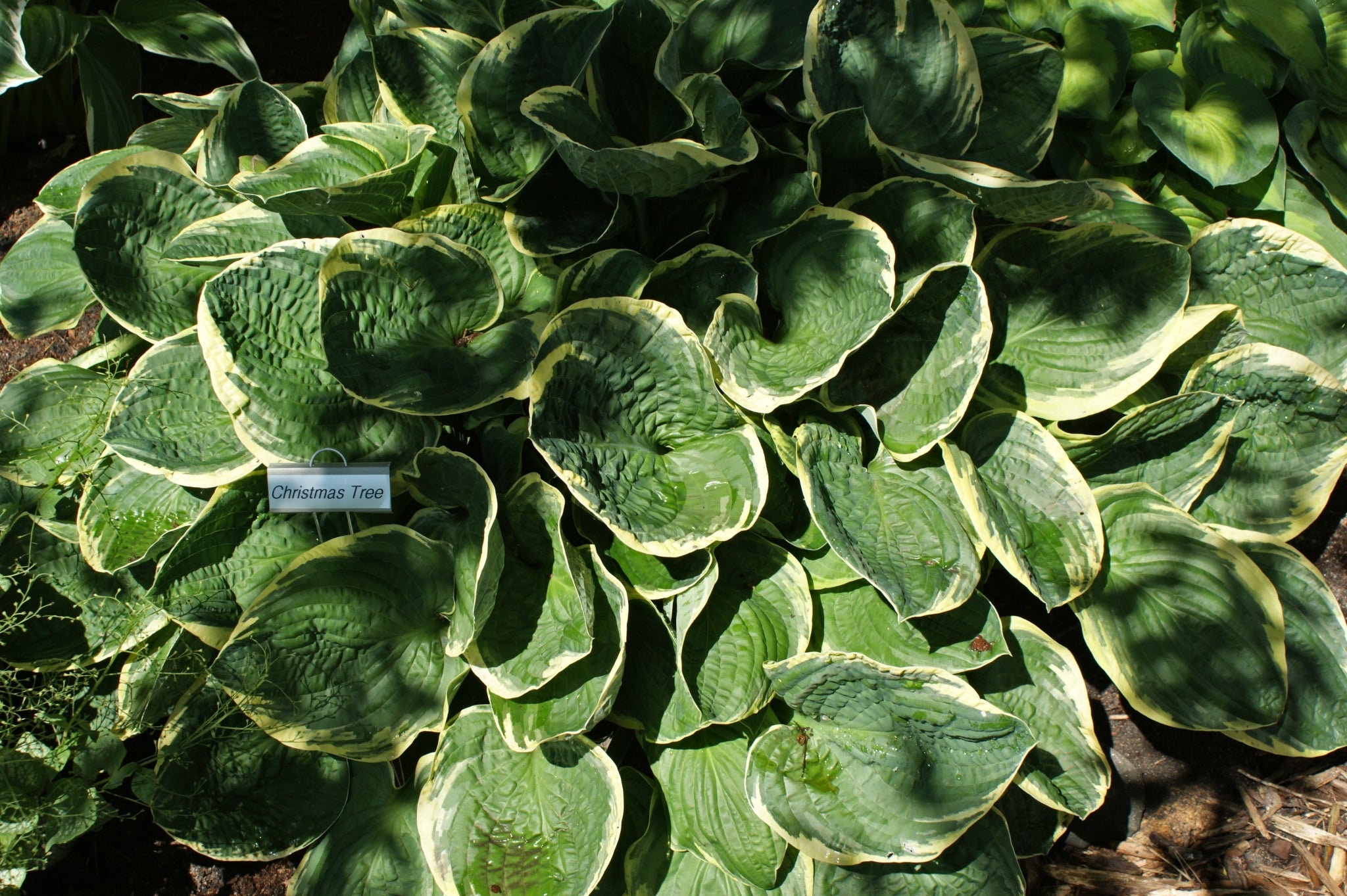 Christmas Tree Hosta Shade Perennial Medium Hosta Plant