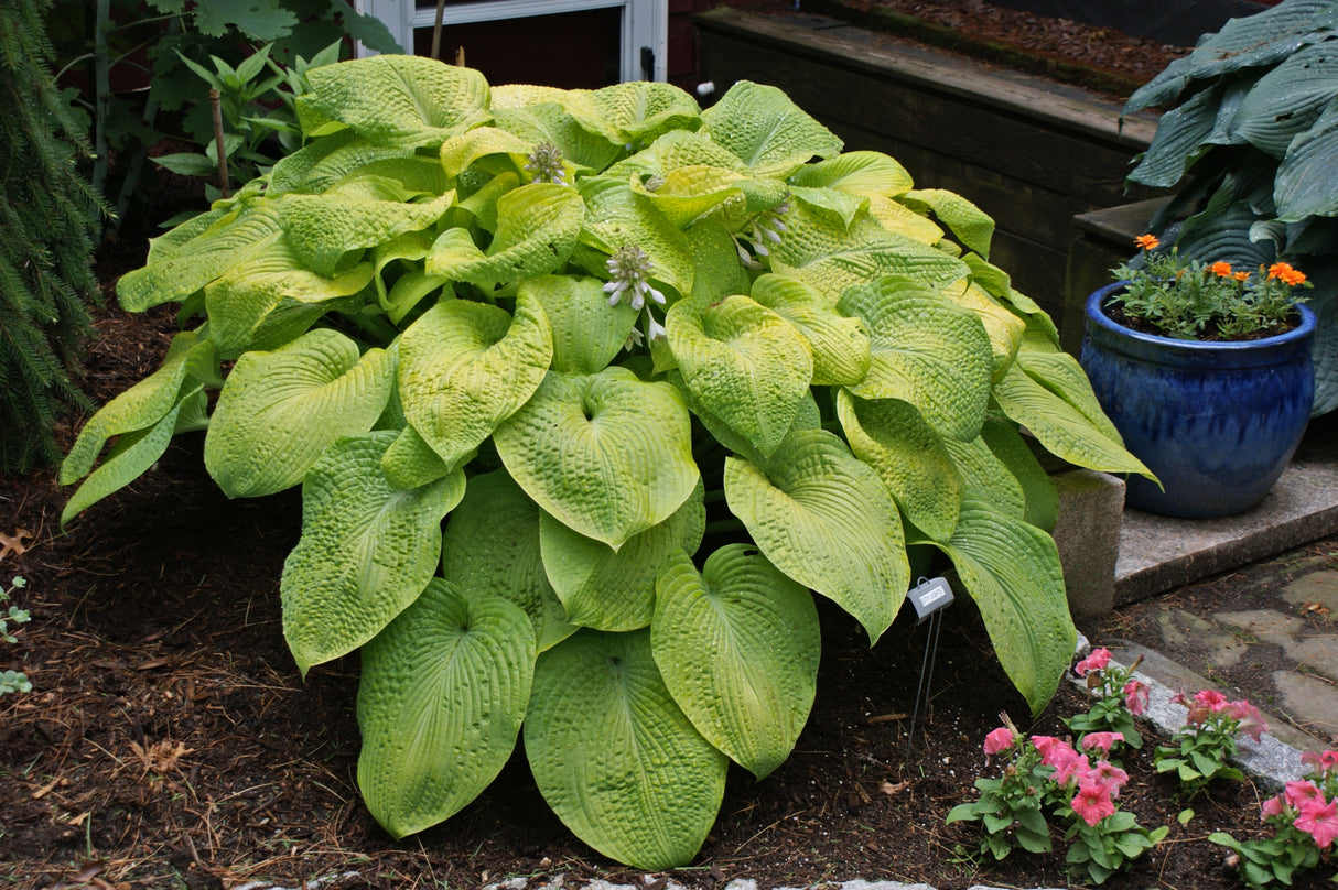 City Lights Hosta