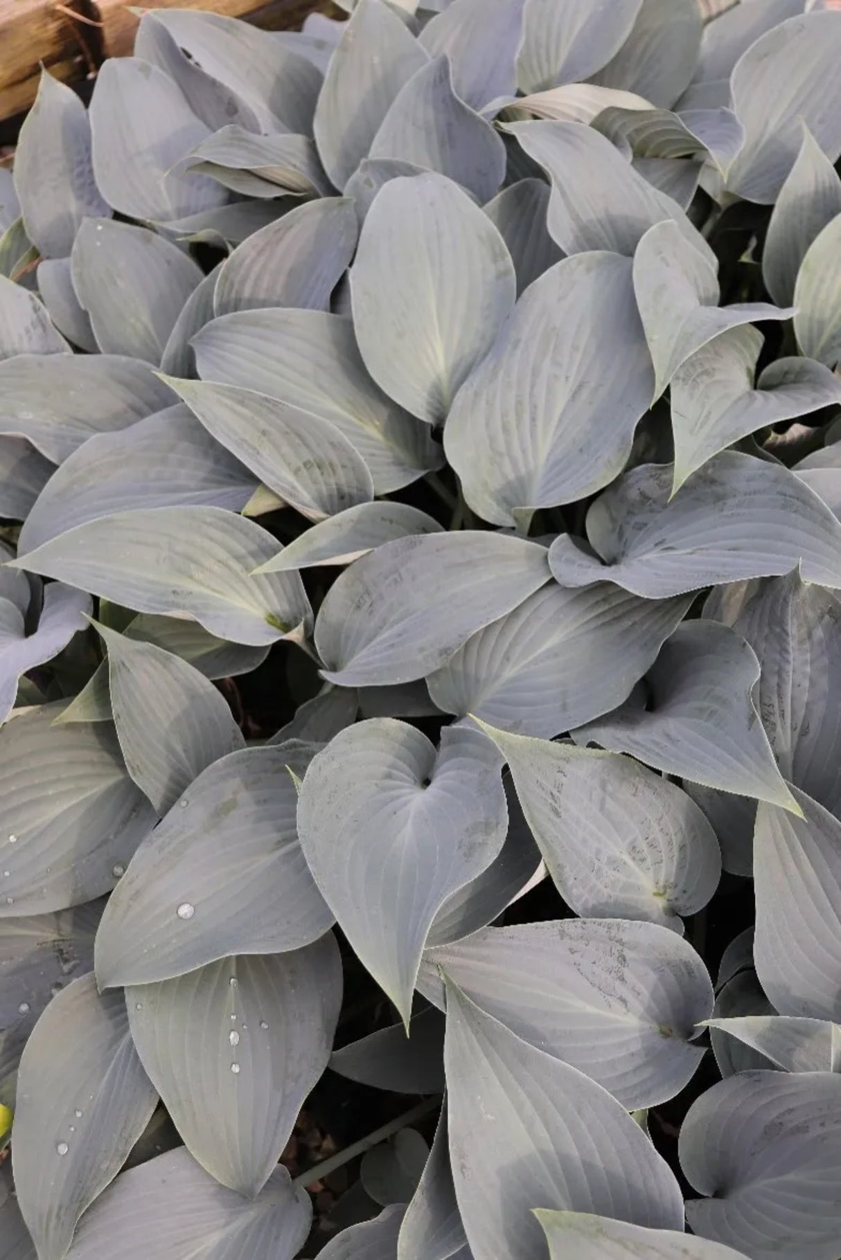 Clear Blue Sky Hosta