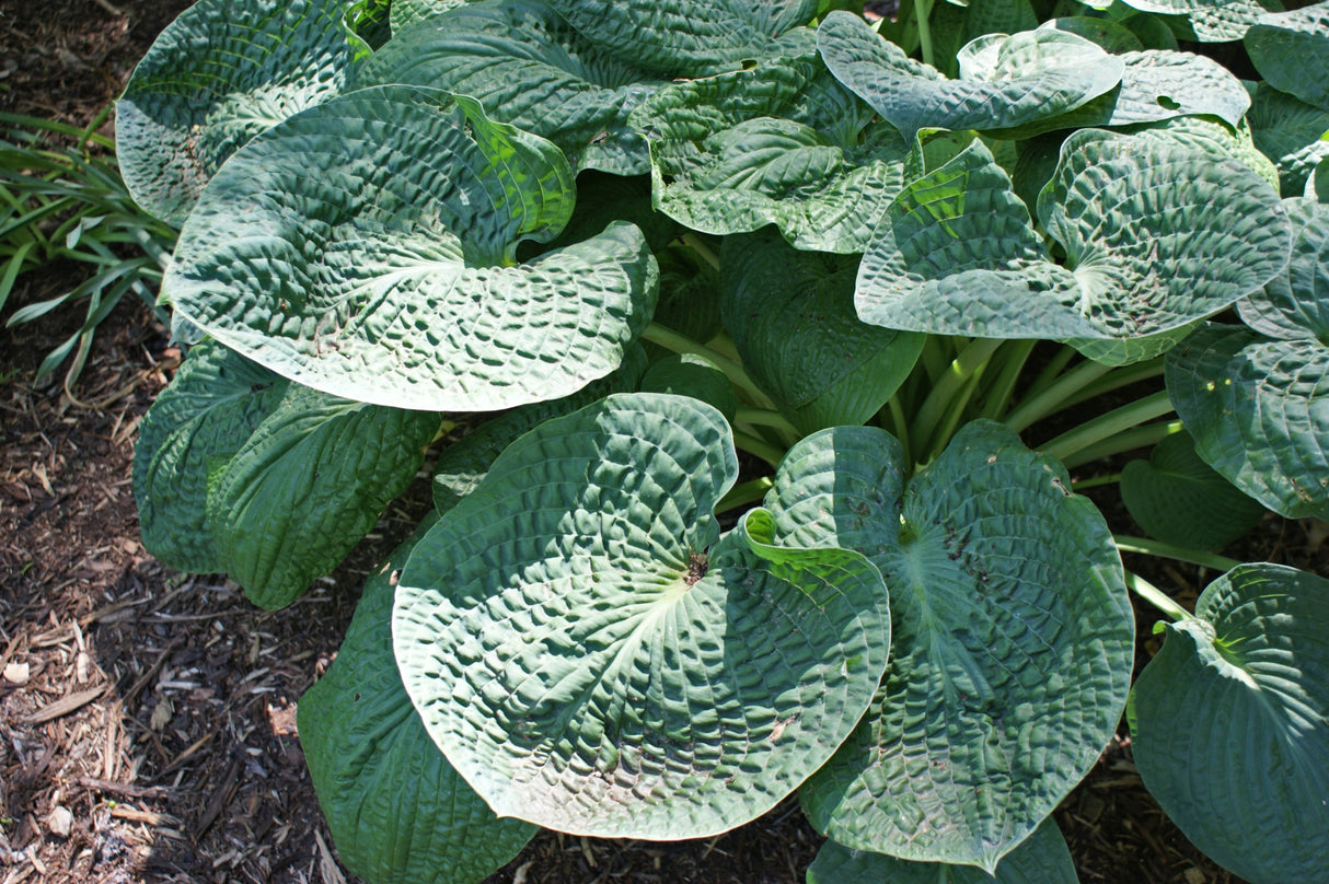 Clear Fork River Valley Hosta