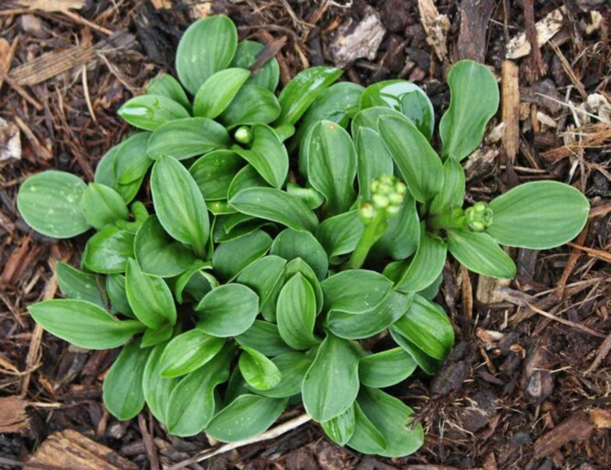 Clusterfest Hosta
