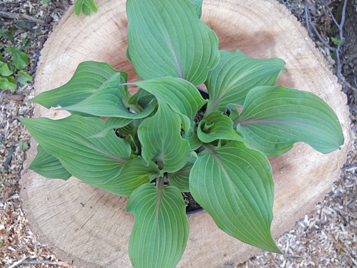 Coastal Solar Impulse Hosta