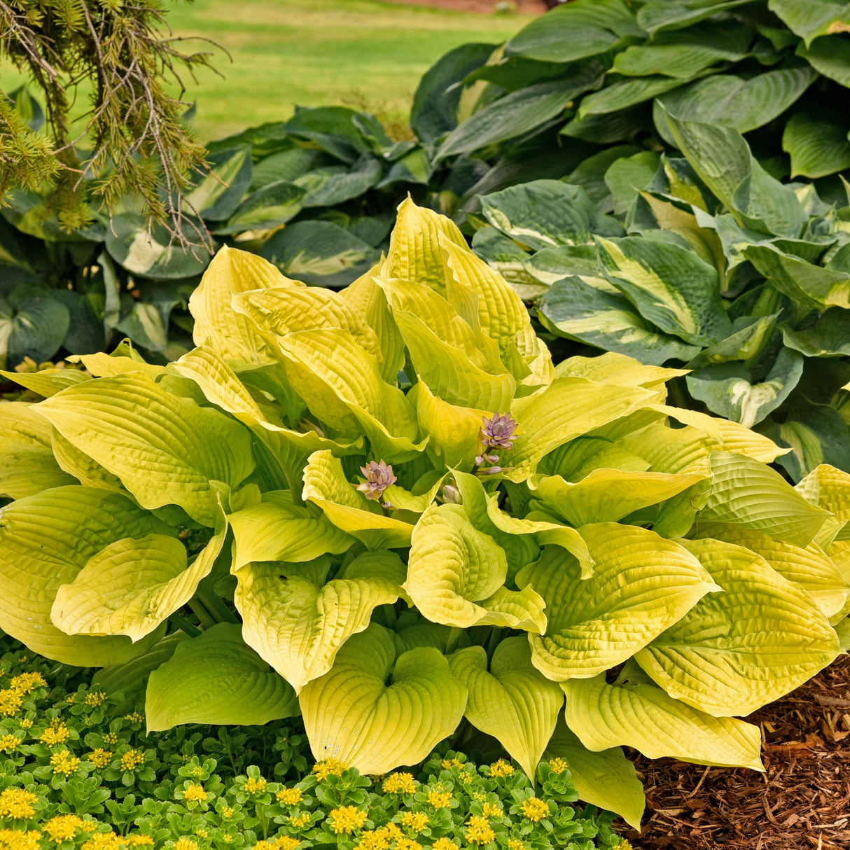 Coast to Coast Hosta PP26469