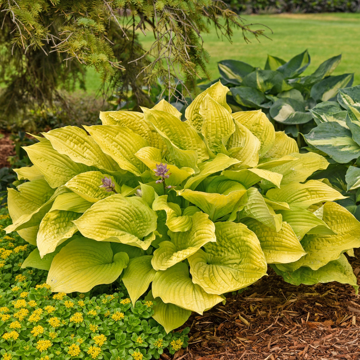 Coast to Coast Hosta PP26469