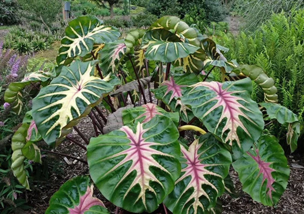 Colocasia esculenta 'Waikiki' PP34615