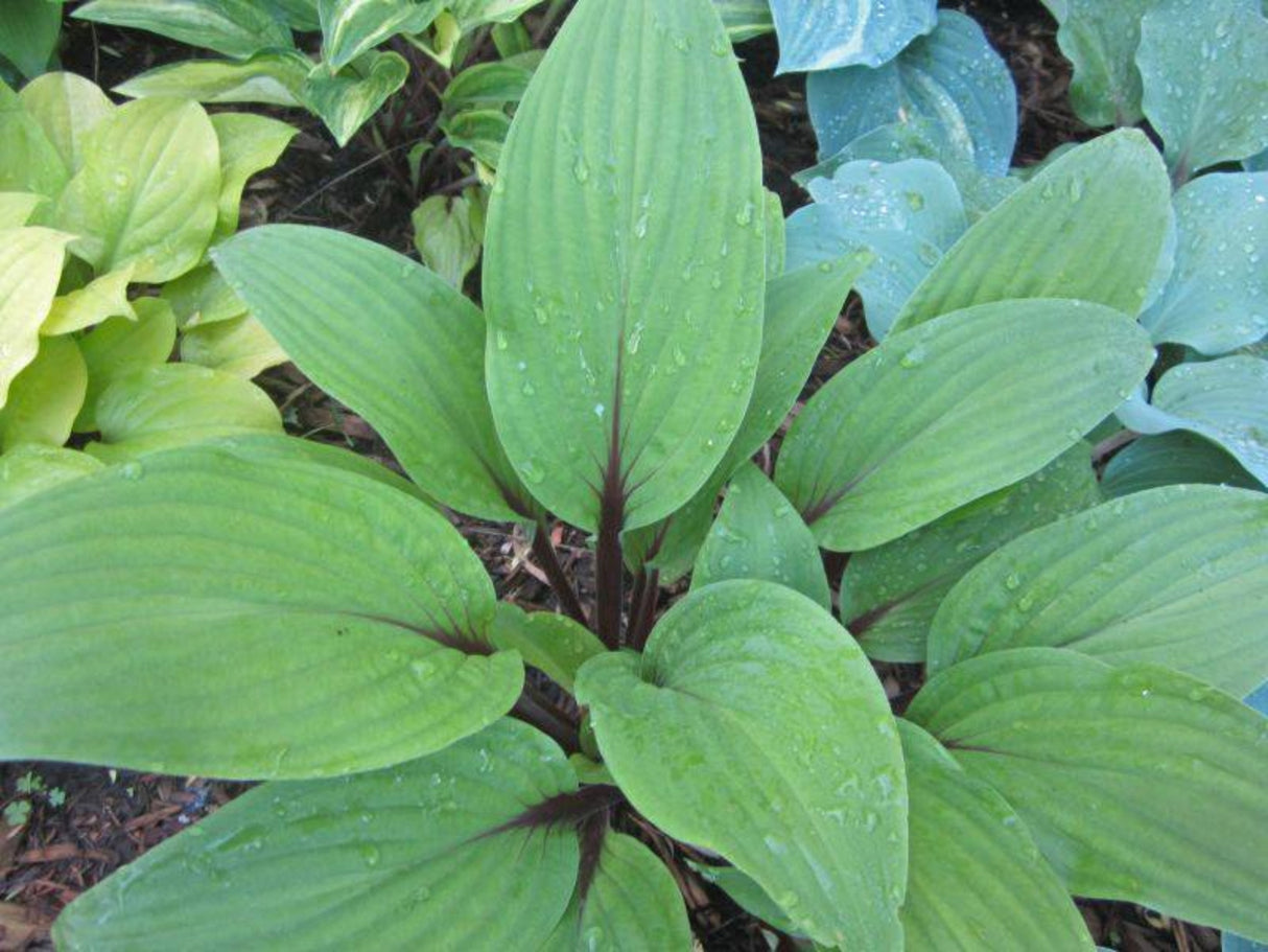 Considering Concordville Hosta