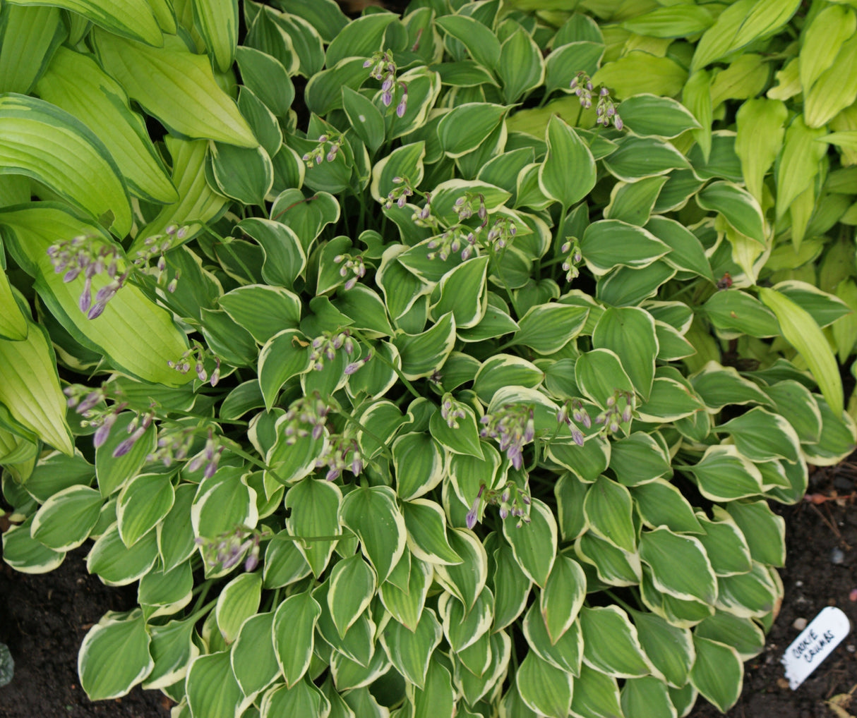Cookie Crumbs Hosta
