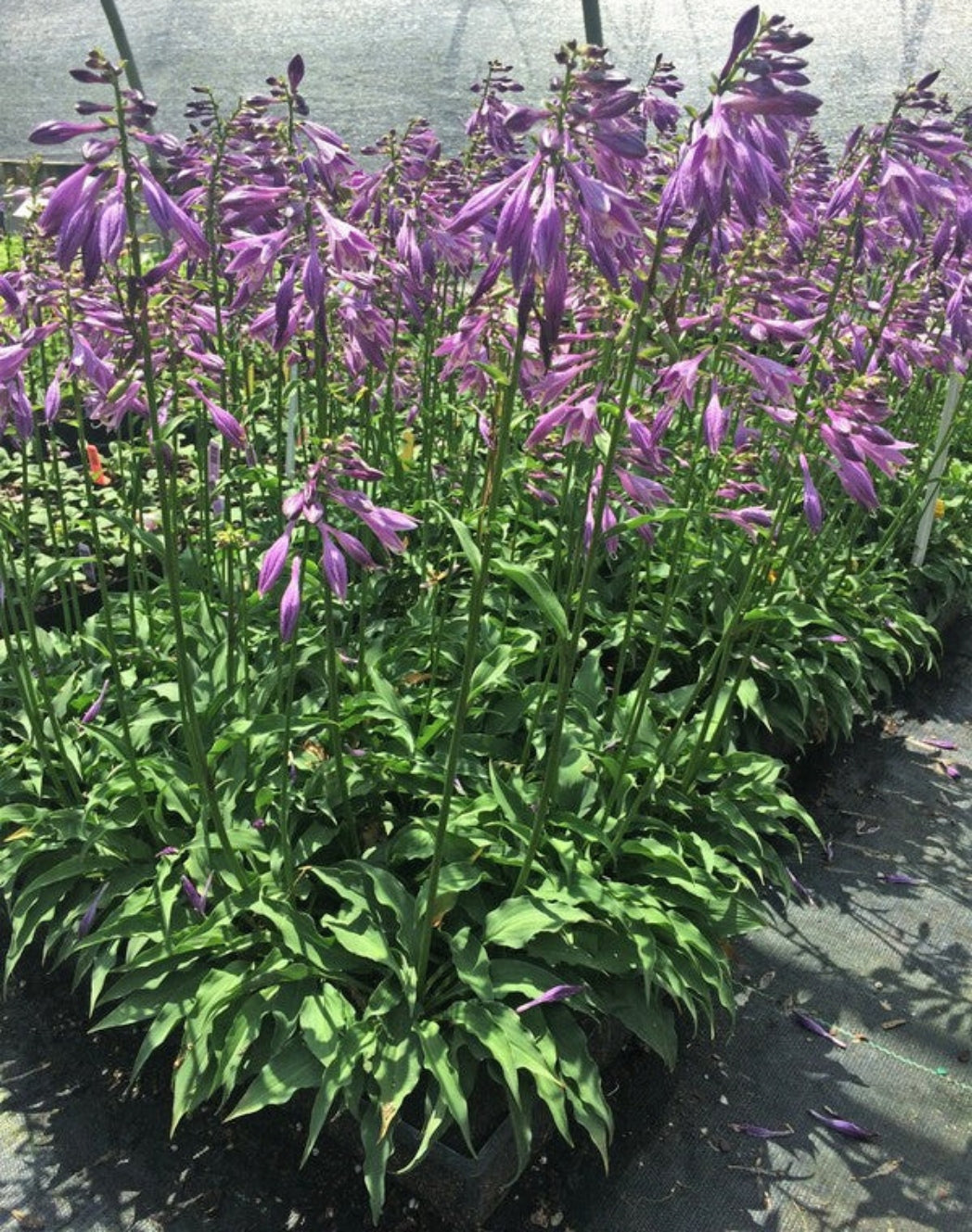 Cowlick Hosta Courtesy of Plant Delights Nursery