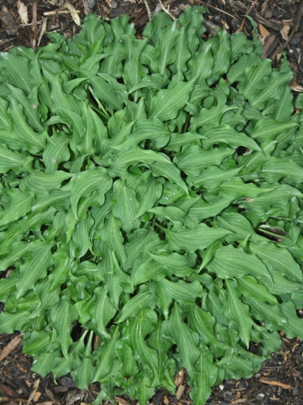 Cowlick Hosta Courtesy of Plant Delights Nursery