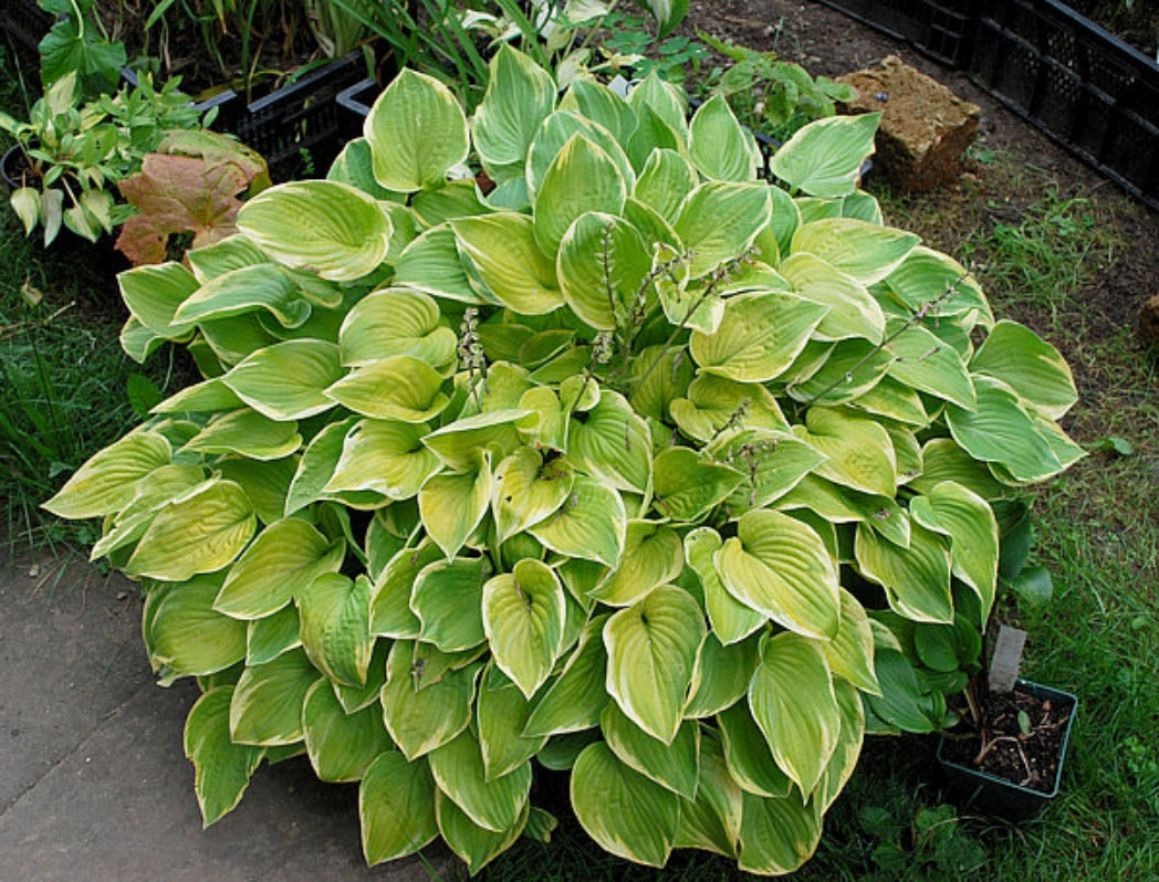 Cream Edger Hosta Courtesy of The Hosta Library
