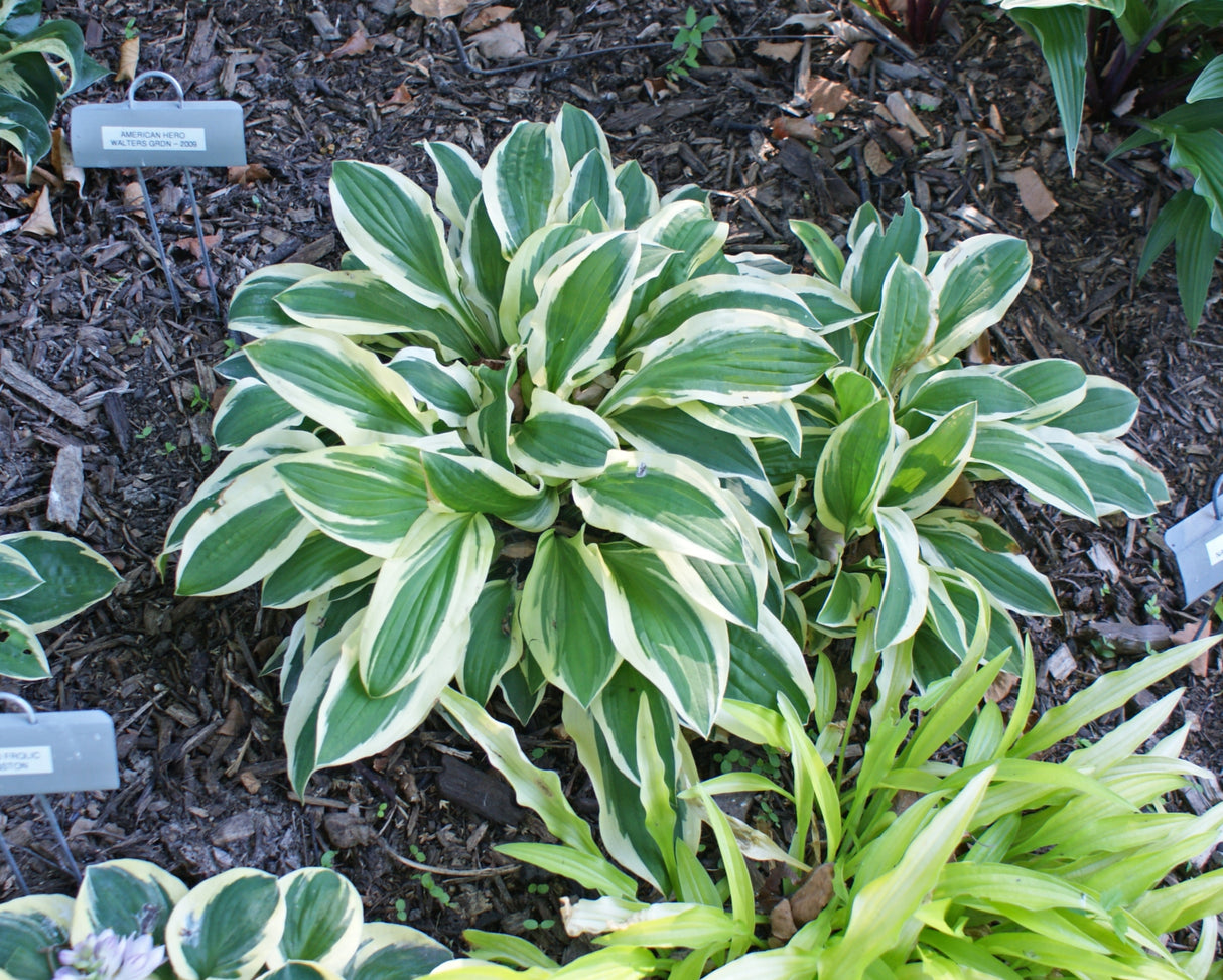 Crepe Soul Hosta