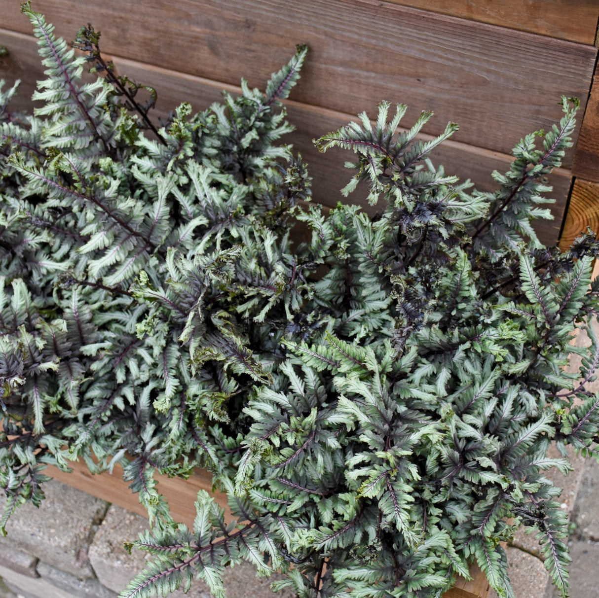 Crested Surf Painted Fern