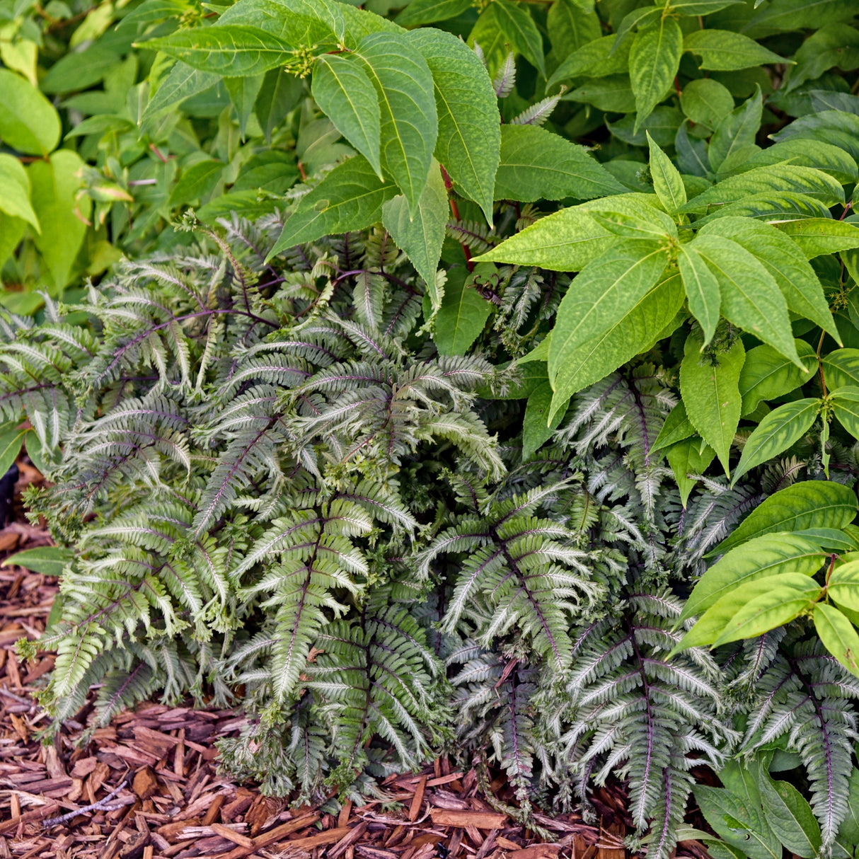 Crested Surf Painted Fern