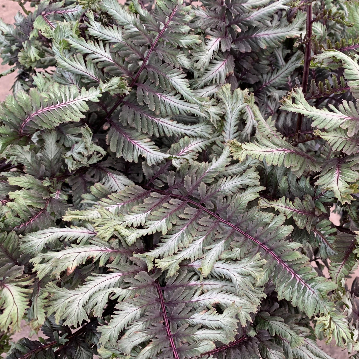 Crested Surf Painted Fern