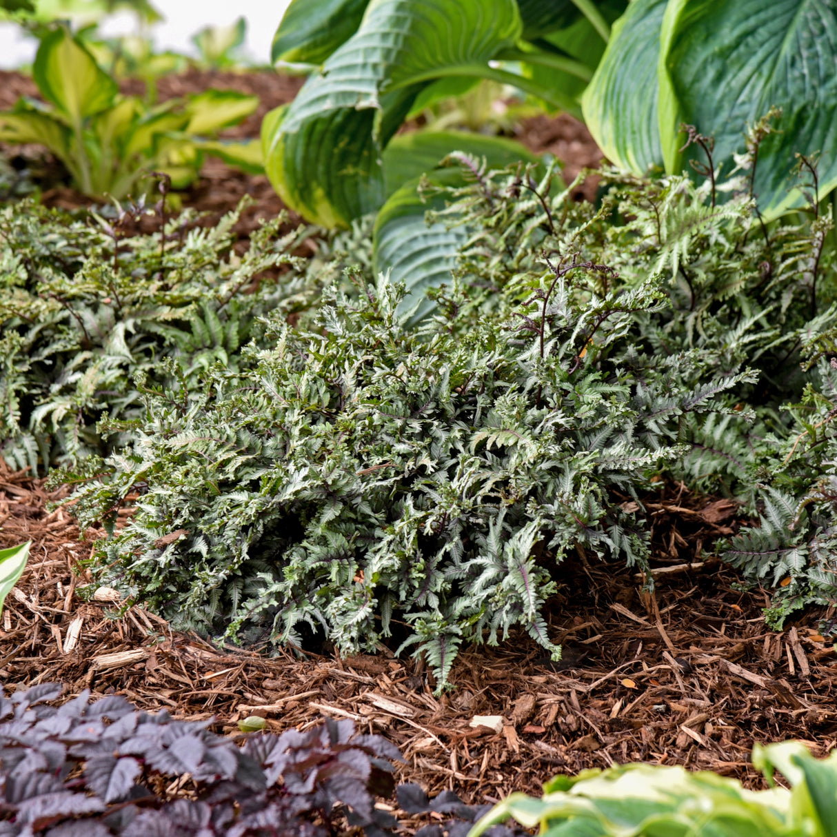 Crested Surf Painted Fern