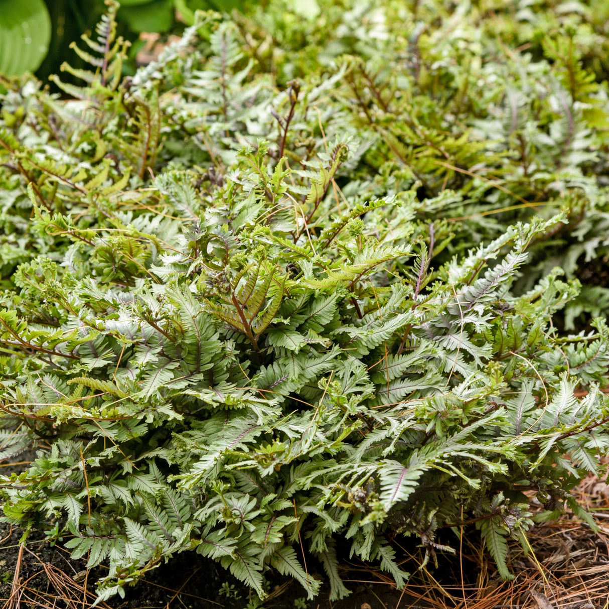 Crested Surf Painted Fern