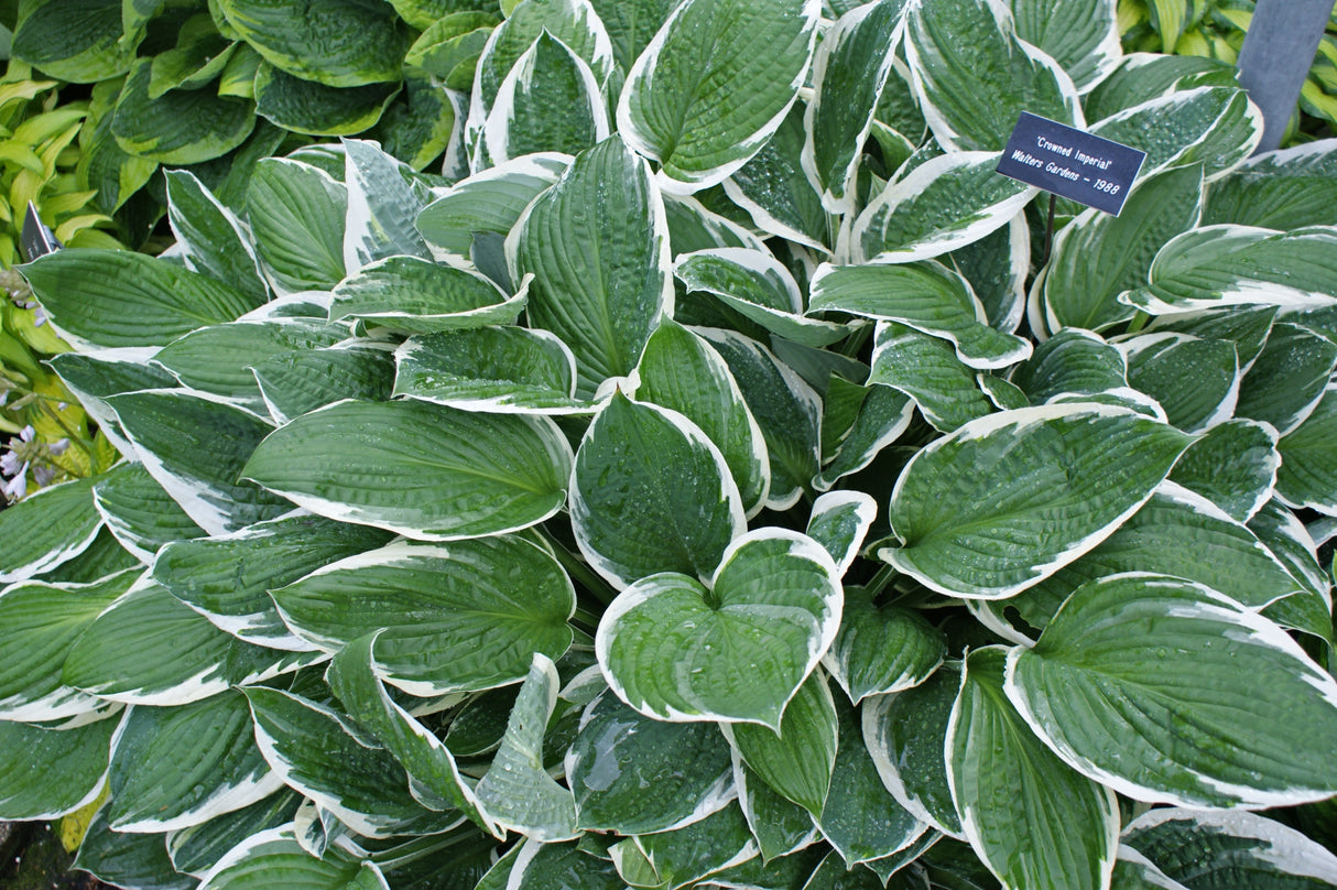 Crowned Imperial Hosta