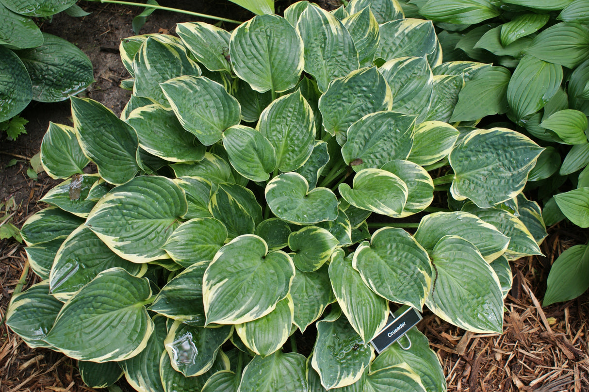 Crusader Hosta