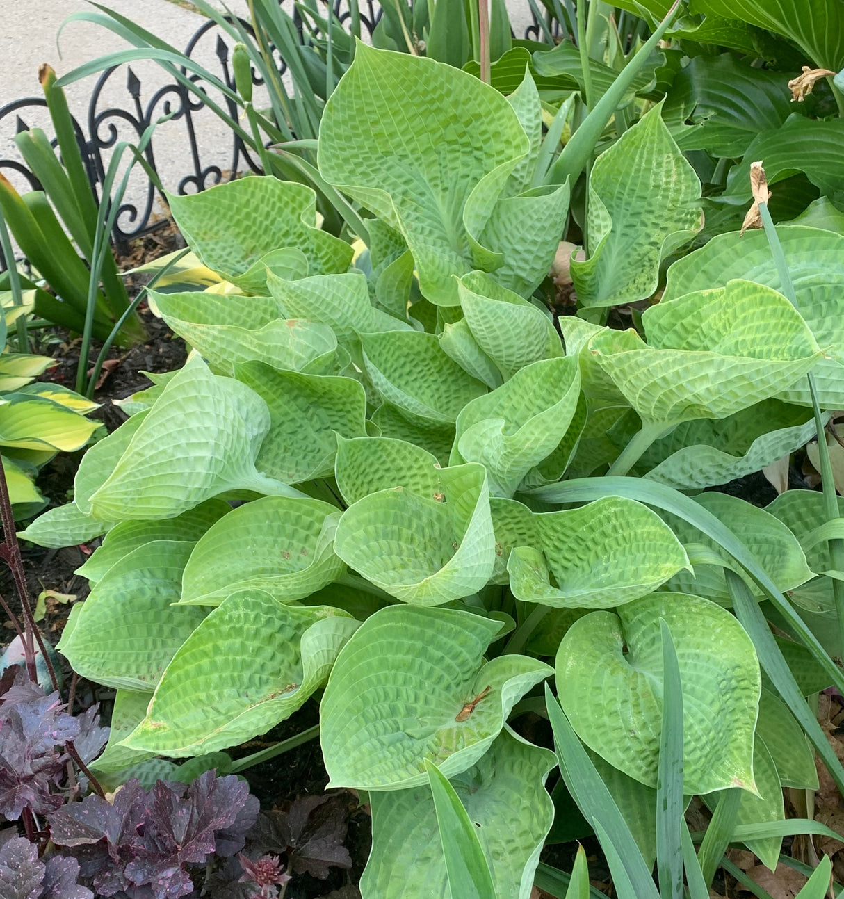 Cup of Joy Hosta