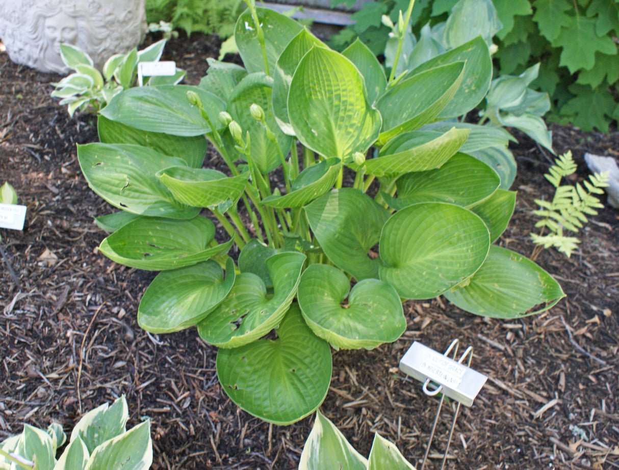 Cup of Grace Hosta