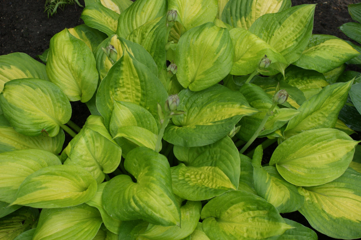Dance With Me Hosta