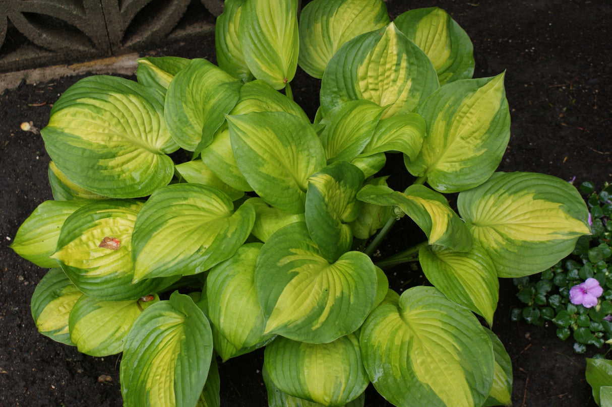 Dance With Me Hosta