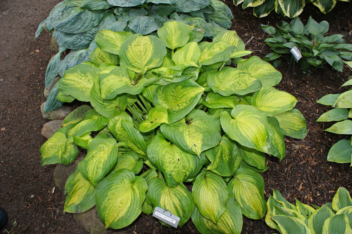Dance With Me Hosta