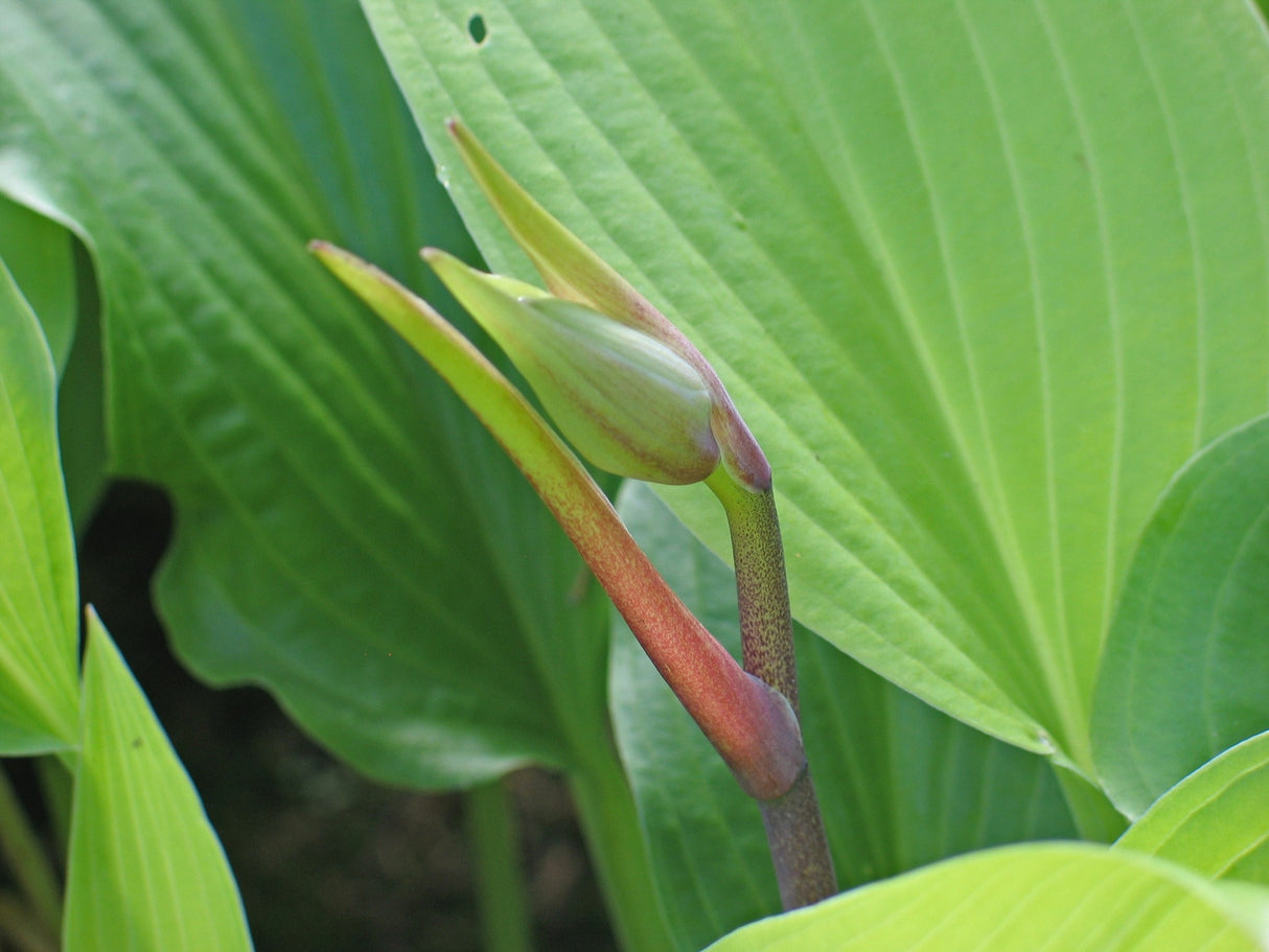 Dancing Crane Hosta