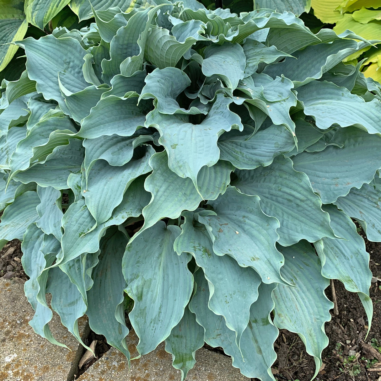 Dancing With Dragons PP32040 Hosta