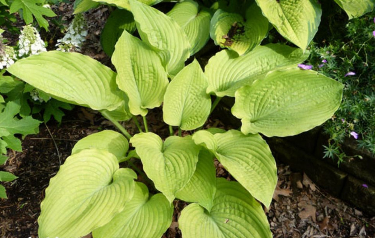 Dandy Lion Hosta