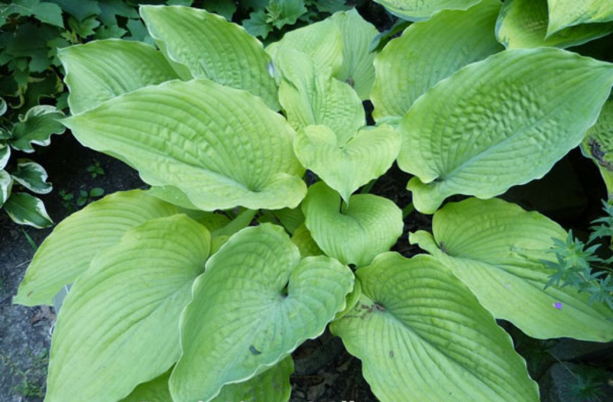 Dandy Lion Hosta