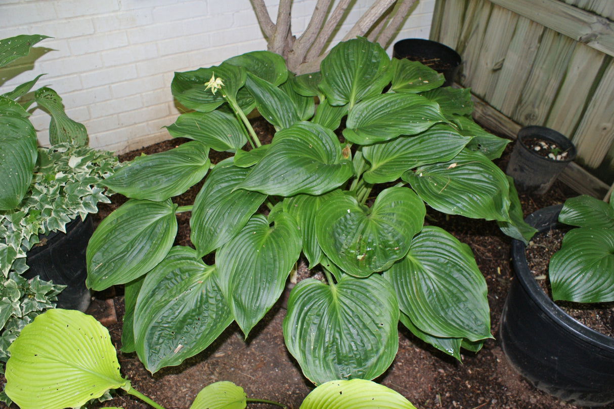 Dark Shadows Hosta
