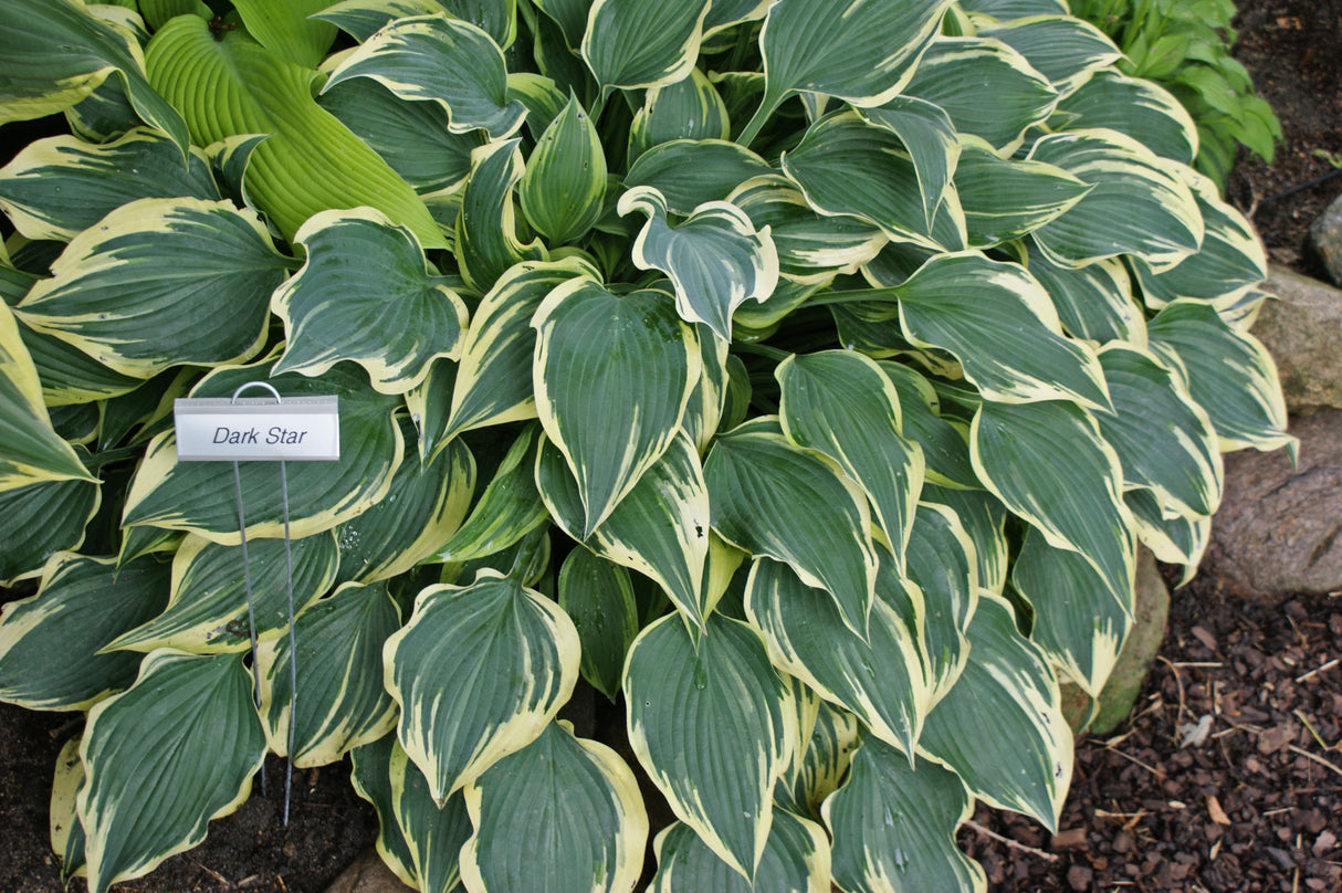 Dark Star Hosta