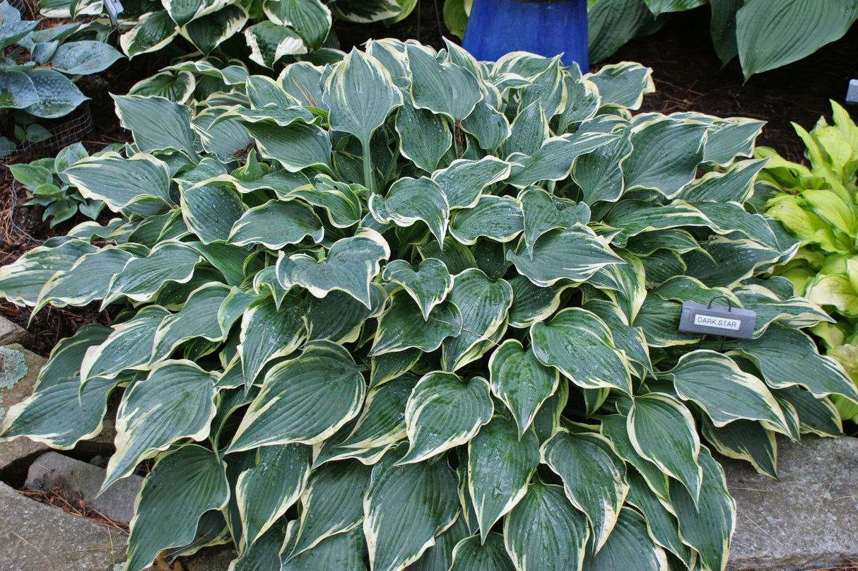 Dark Star Hosta