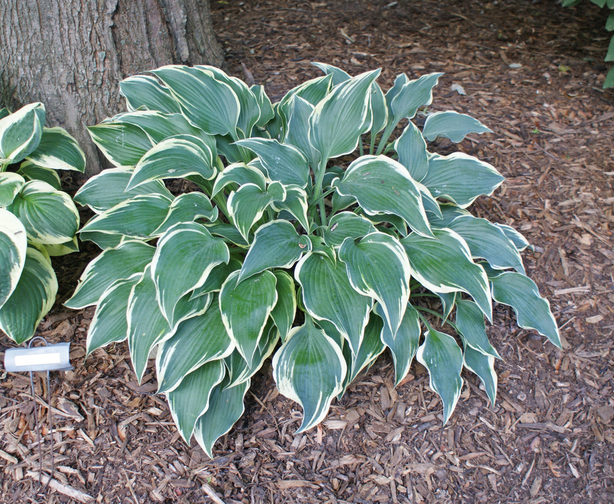 Dark Star Hosta
