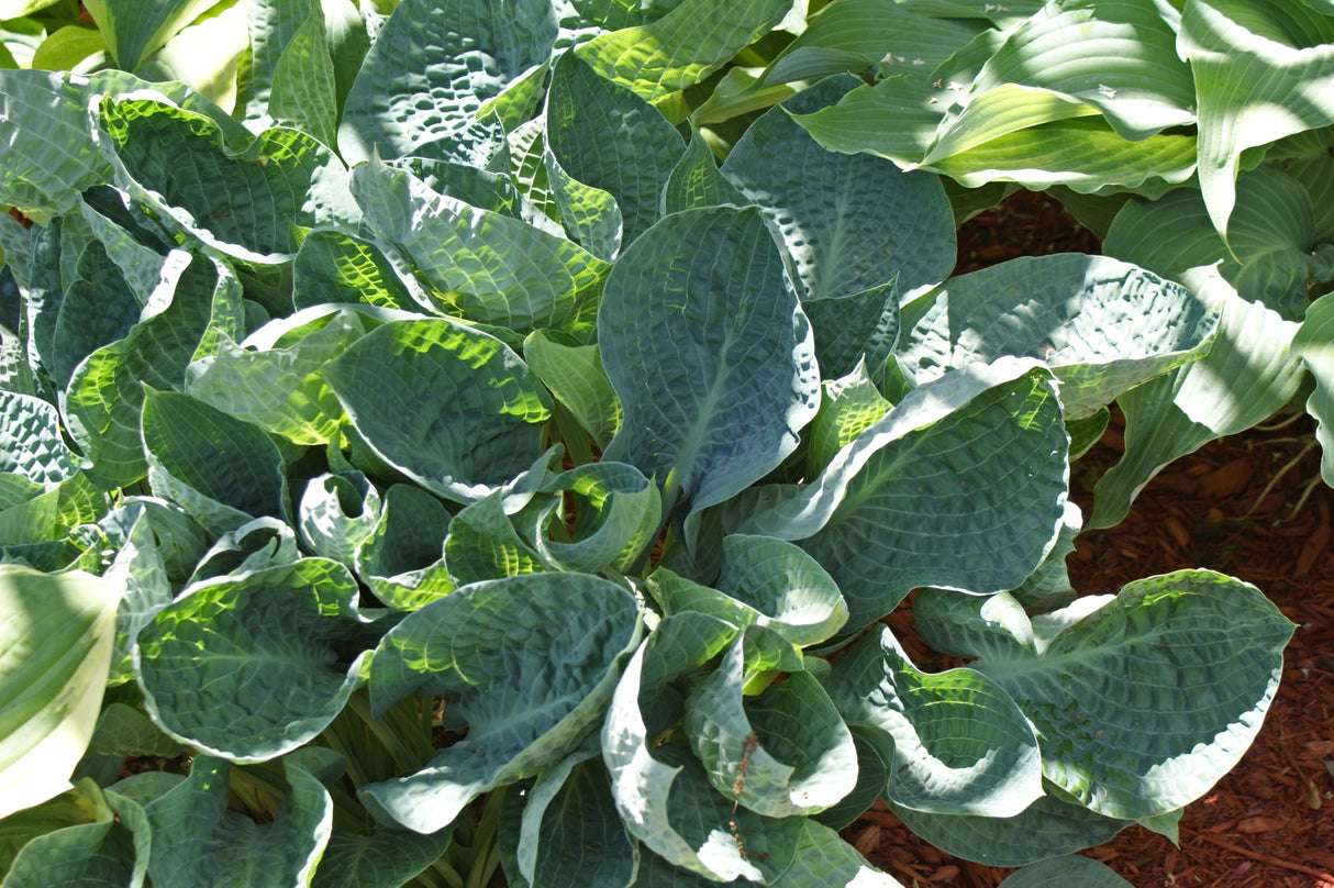 Deep Blue Sea Hosta