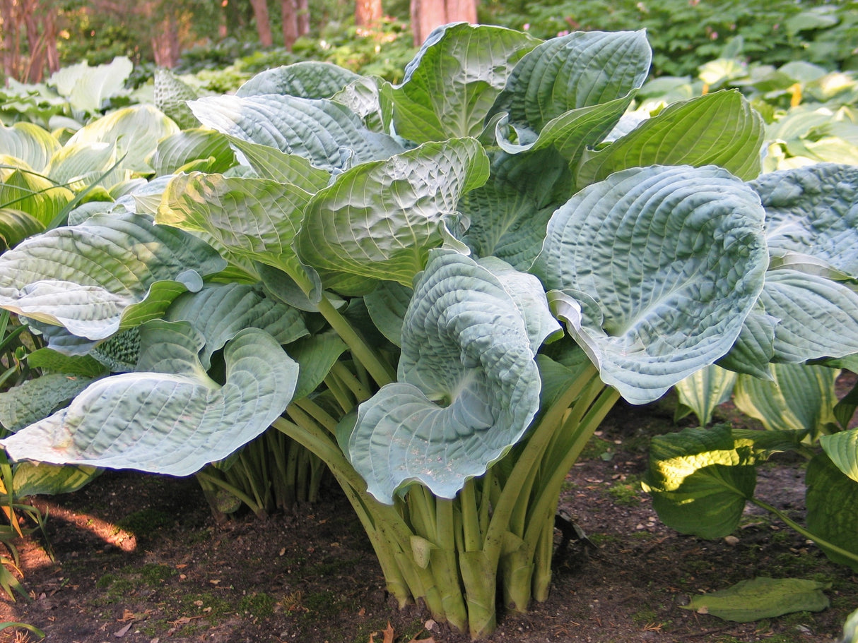 Deep Waters Hosta (NEW For 2022!)