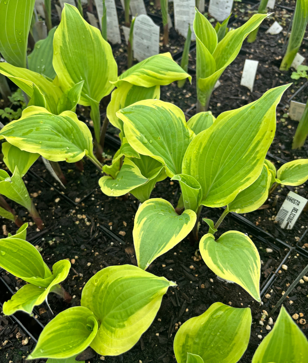 Delicious Hosta