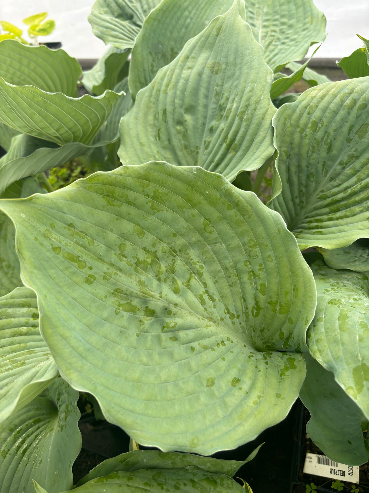 Delirium Hosta