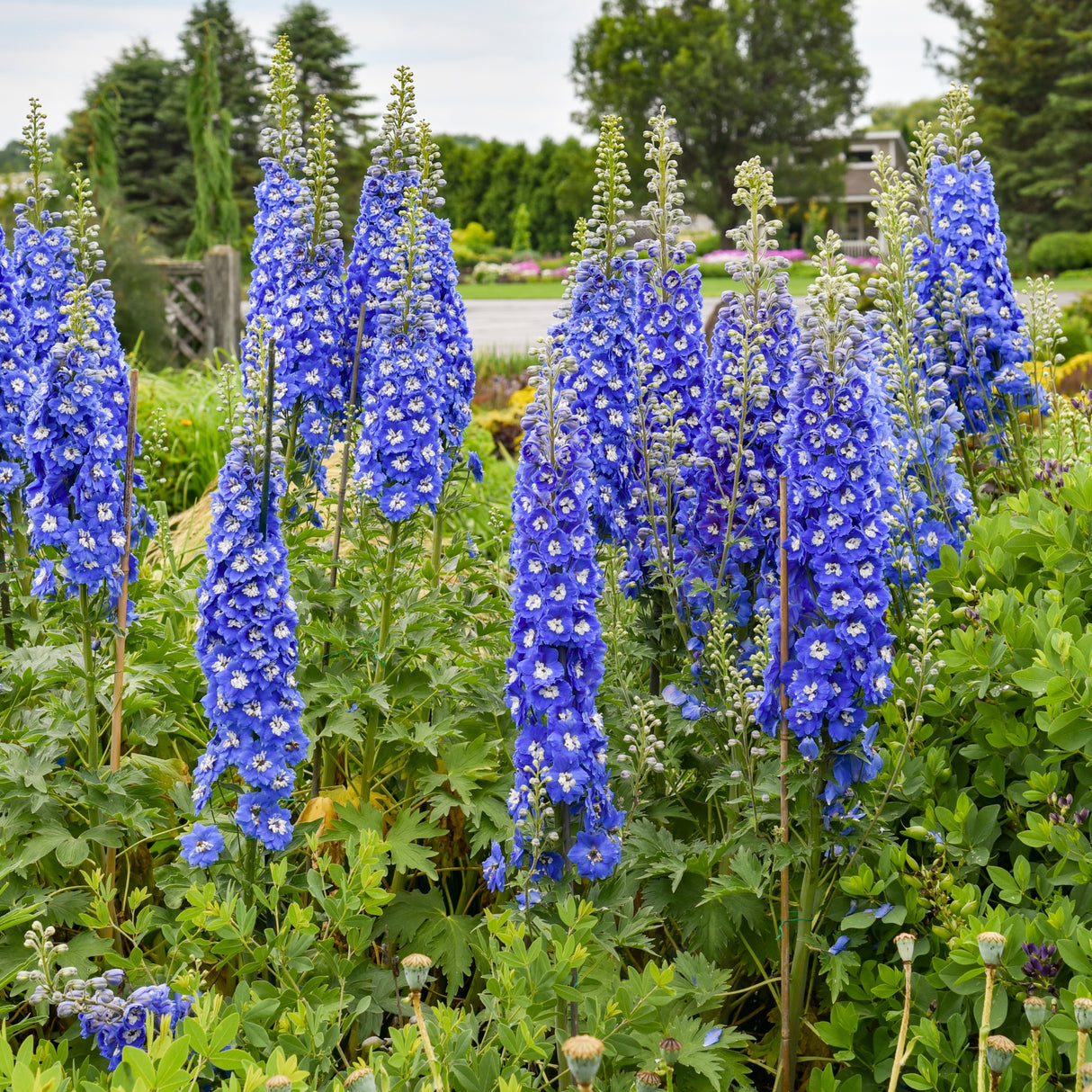Delphinium 'Cobalt Dreams'