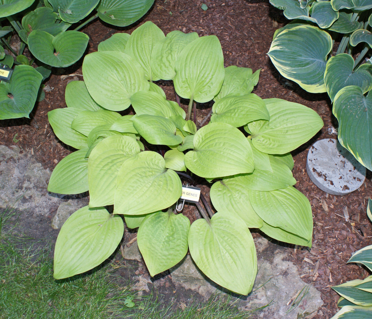 Designer Genes Hosta