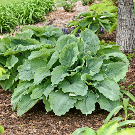 Diamond Lake Hosta PP30769