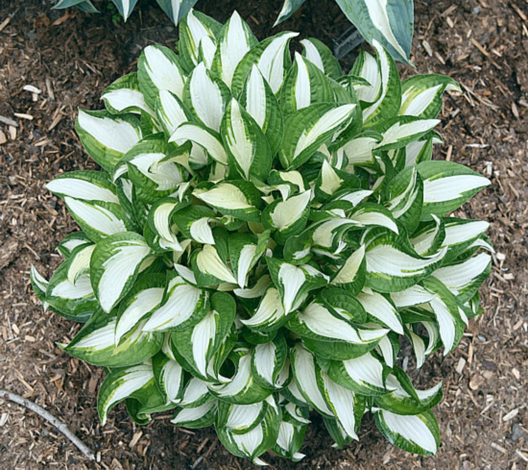 Diamond Necklace Hosta