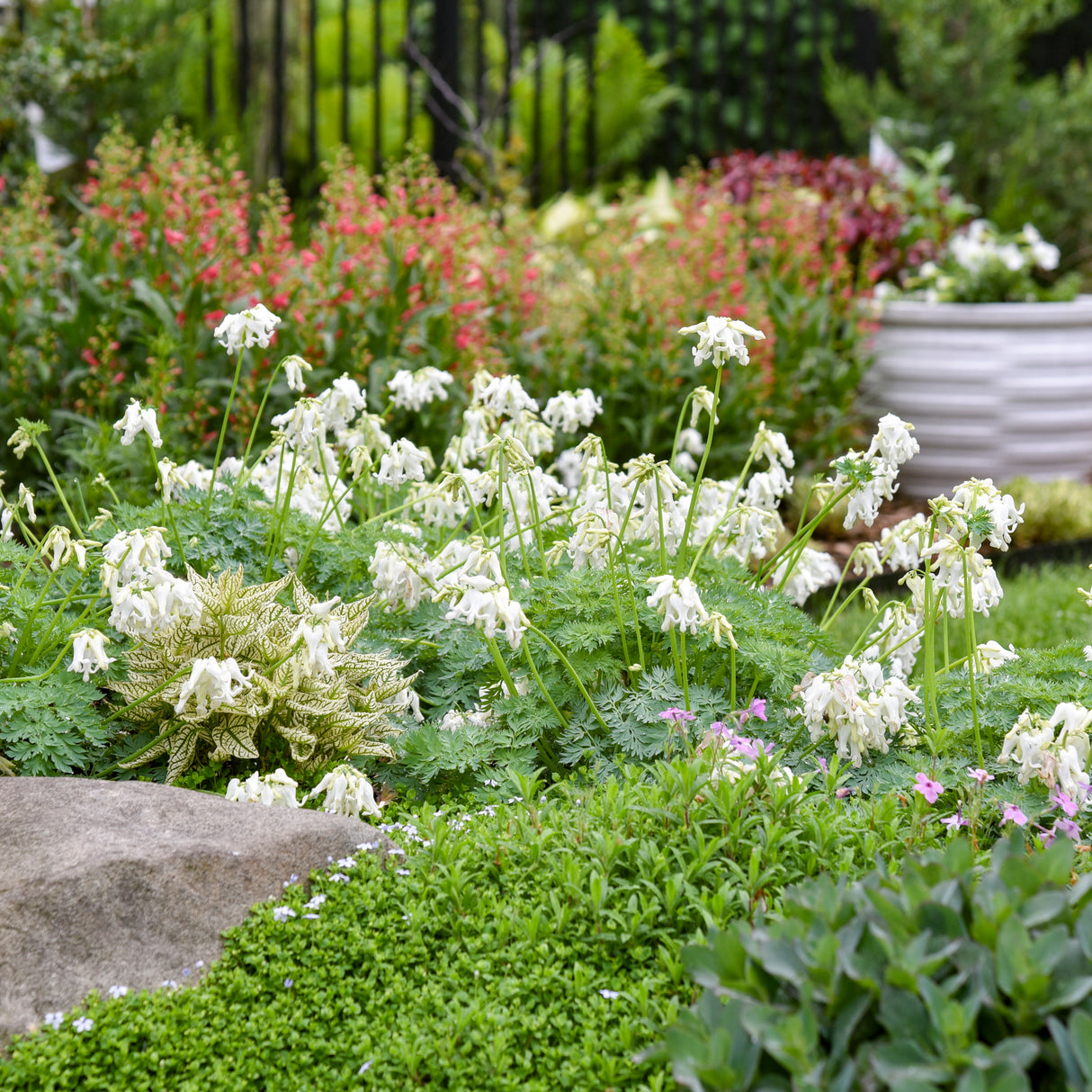 Dicentra 'White Diamonds' PPAF CPBRAF