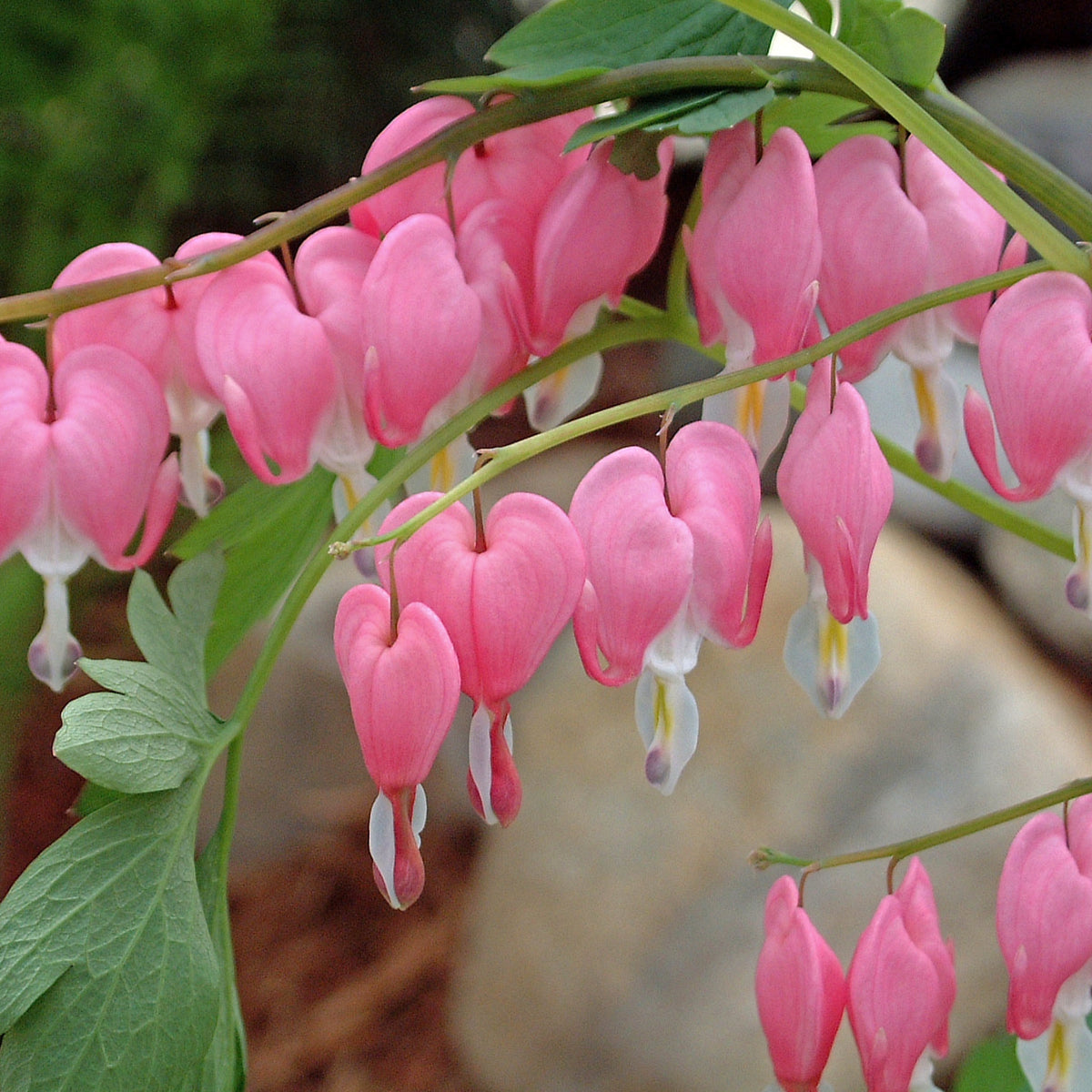 Dicentra spectabilis Courtesy of Walters Gardens