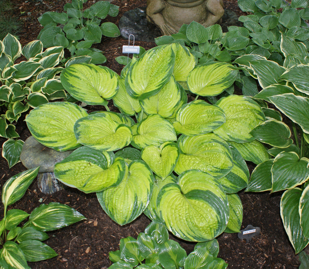 Dick Ward Hosta