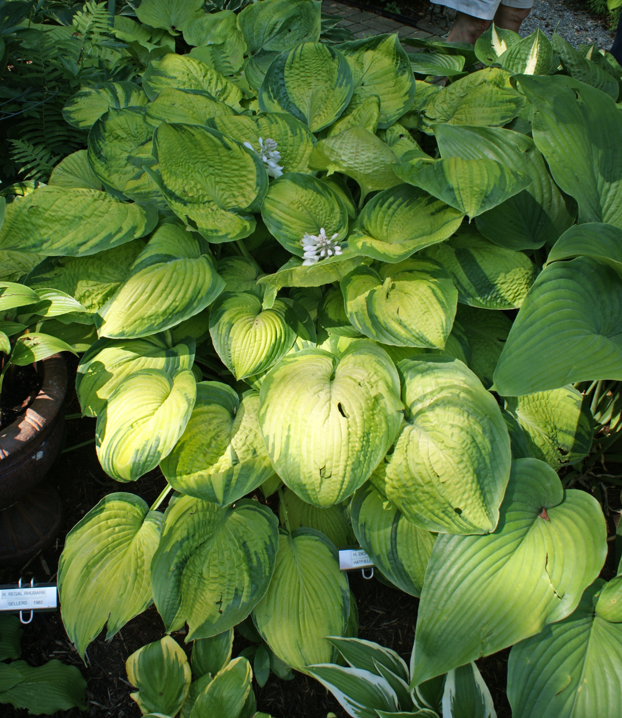 Dick Ward Hosta