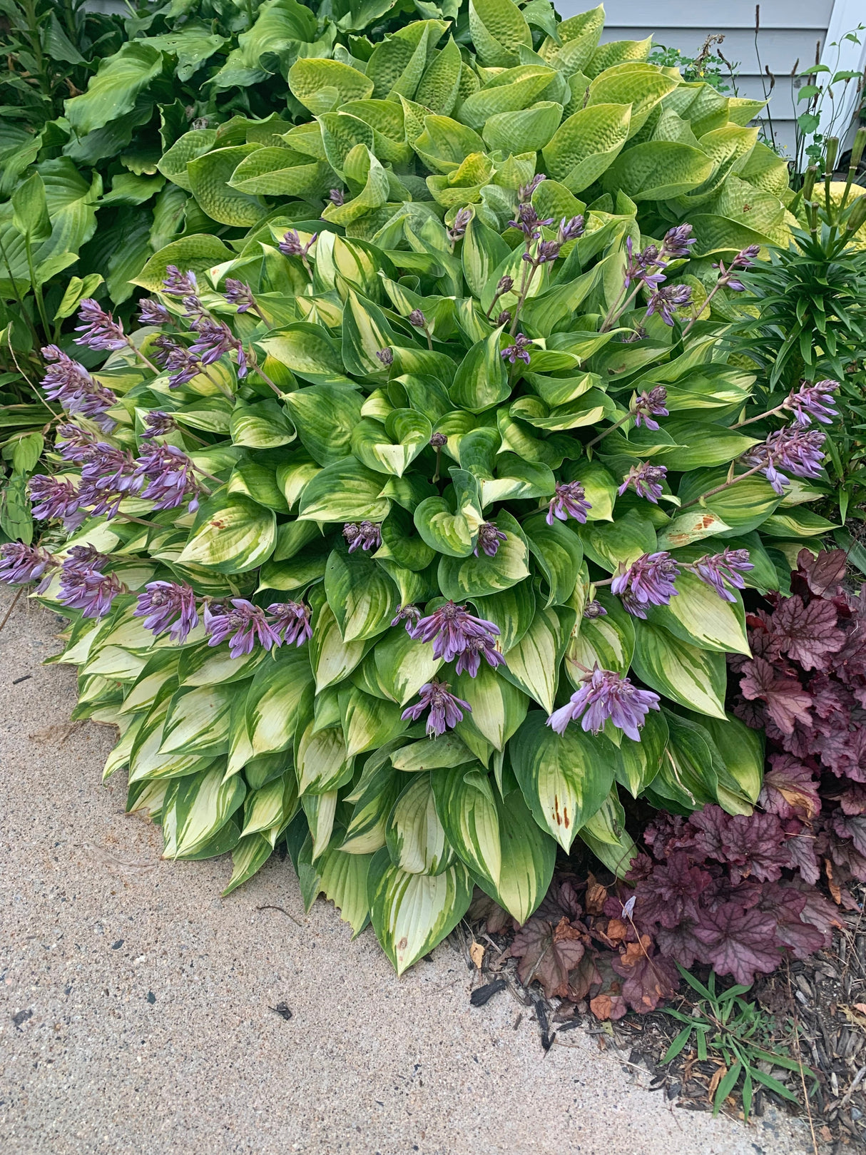 Dinner Mint Hosta