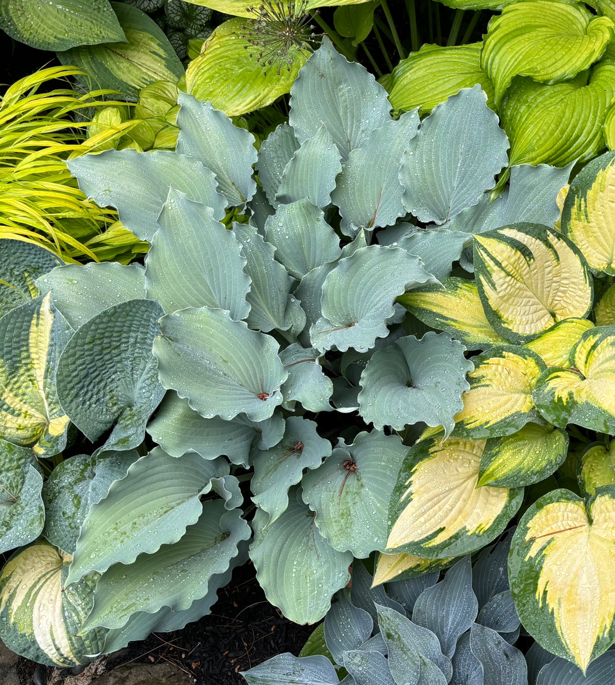 Dragon's Dream Hosta